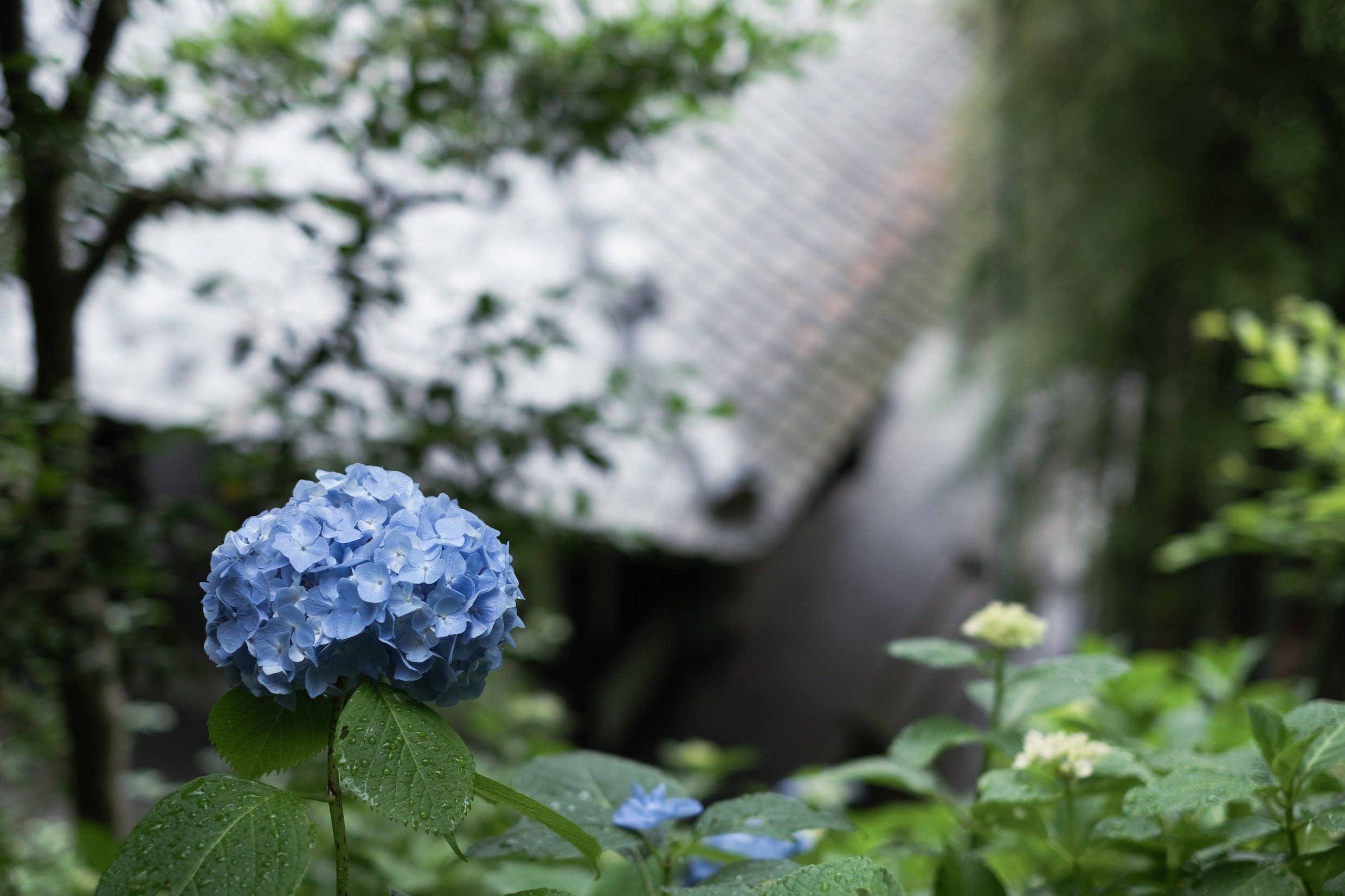 Cover Image-DSCF5353